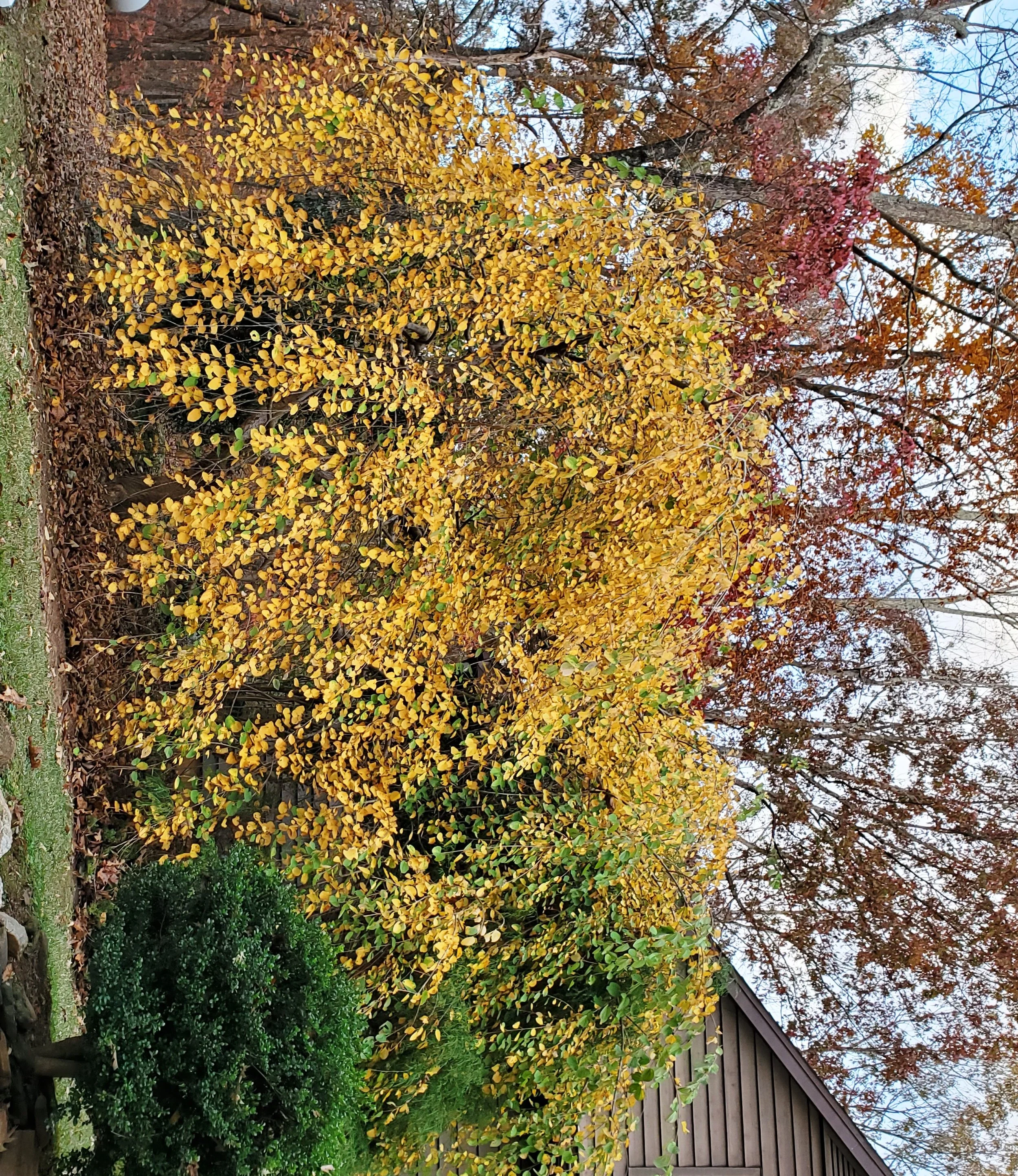 Katsura Smells of Caramel?