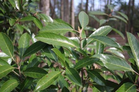 Glossy Chindo leaves