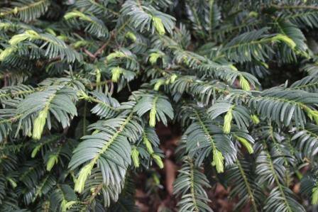 New growth is bright green