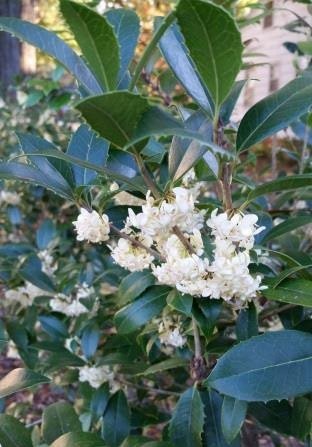 Small flowers, big fragrance