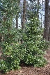 Rxx viburnum havoni soradi