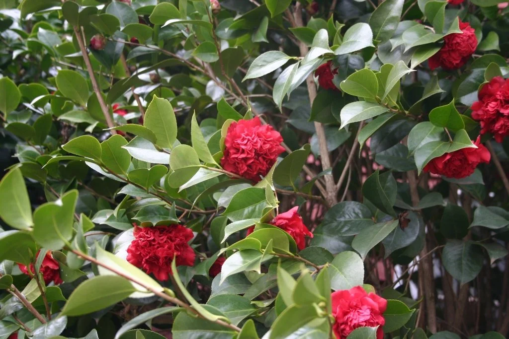 Evergreen Shrubs for Shade