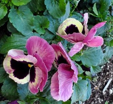 Happy Winter Faces of Pansies, Violas