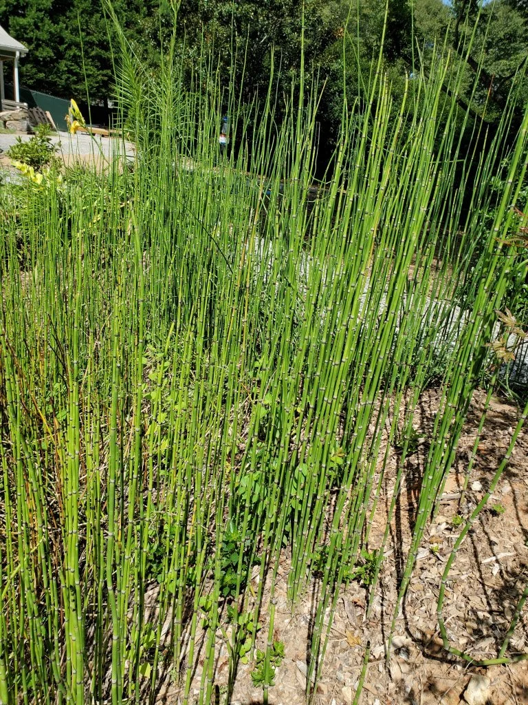 Proceed with Caution When Planting Horsetail Rush