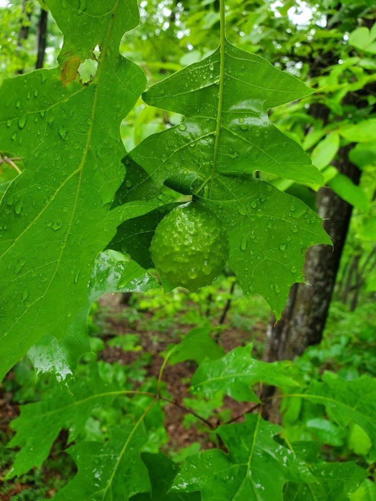 Oak leaf gall