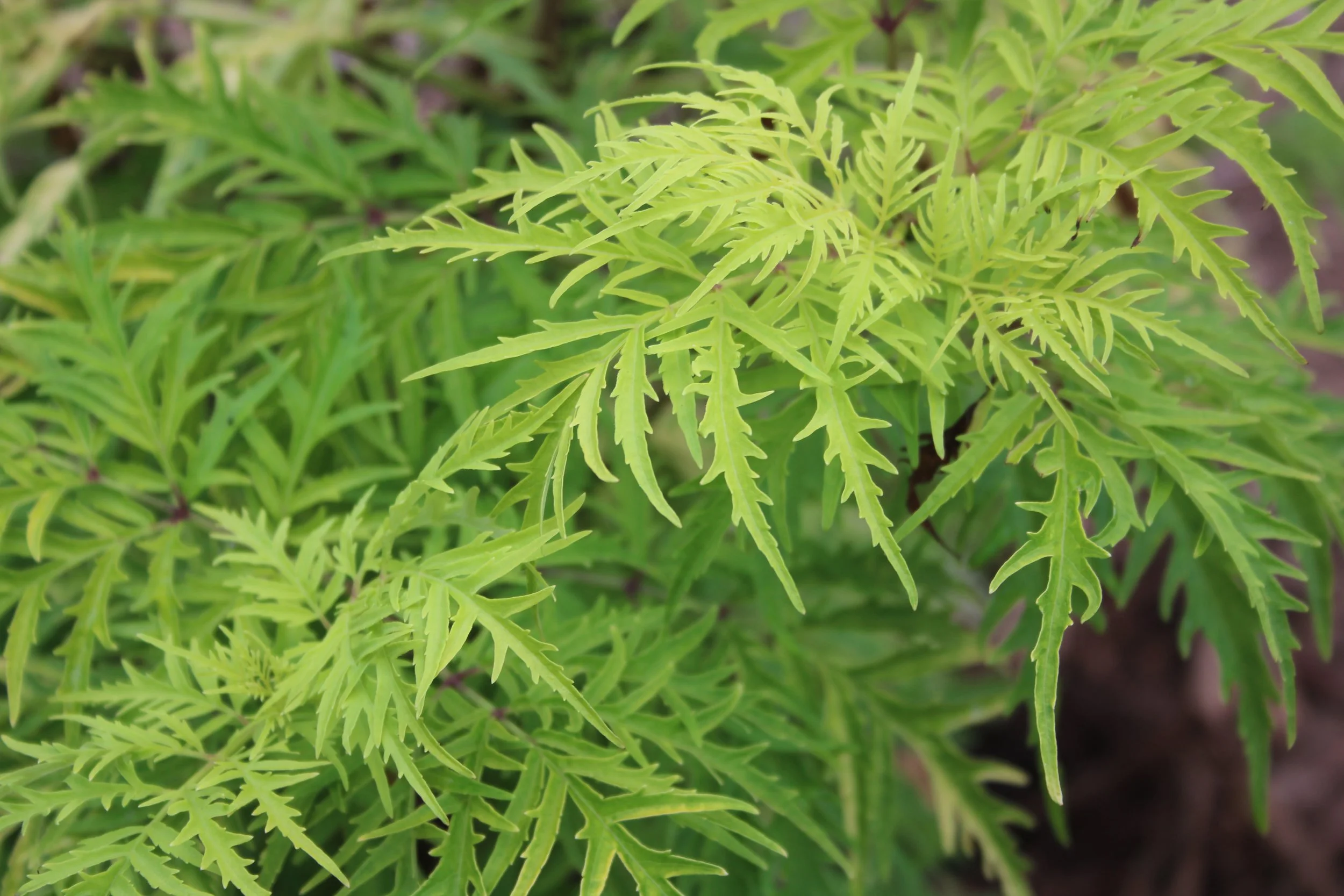 Elderberry (Sambucus)