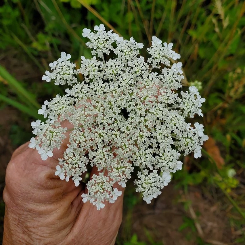 rice husks for plants Rice Husk Biochar  Urban Gardening Mom