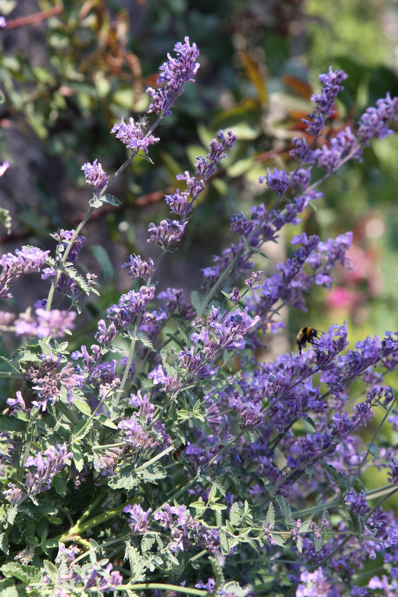 catnip flower with bee.jpg