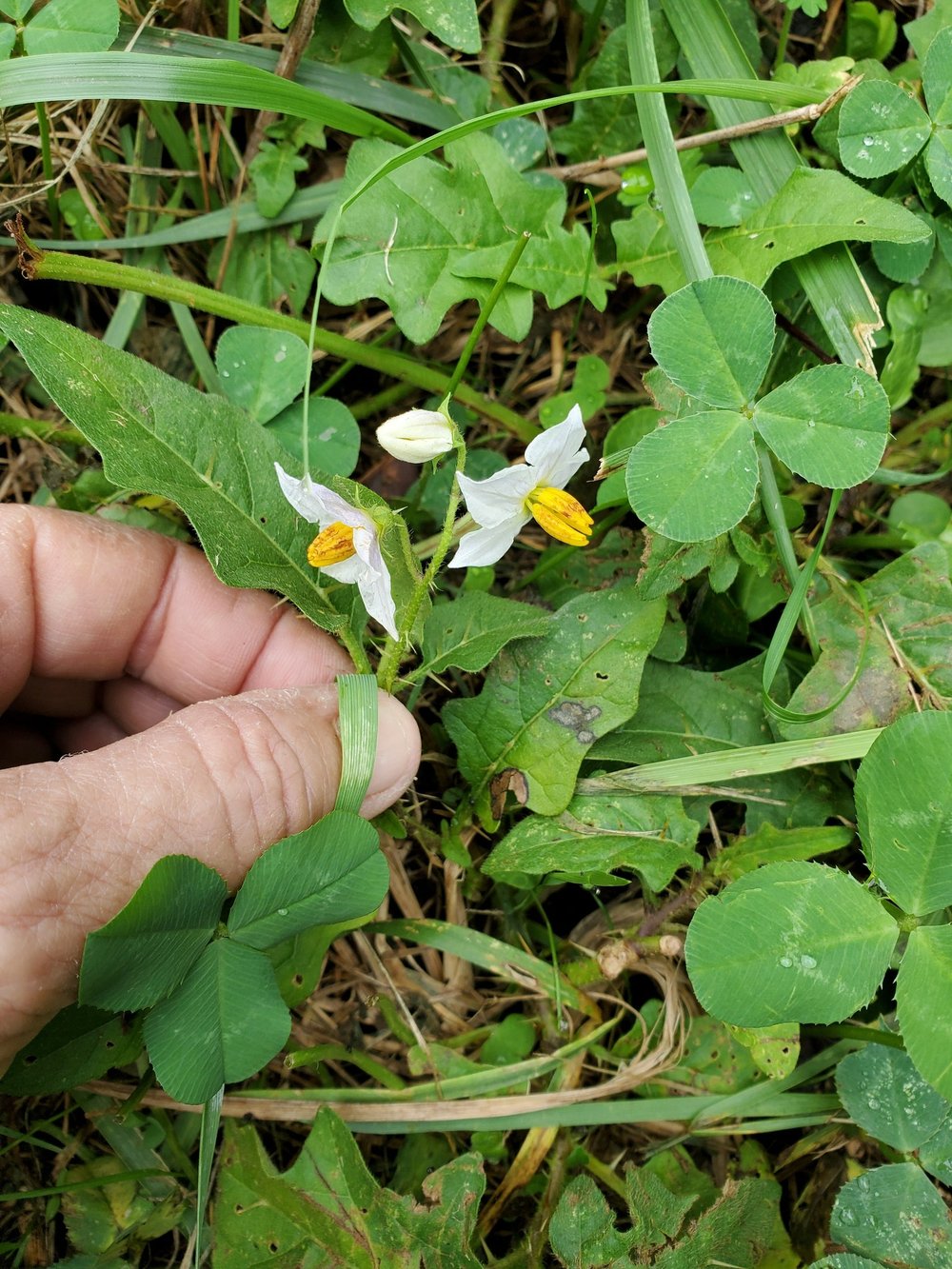 Horse nettle flowers