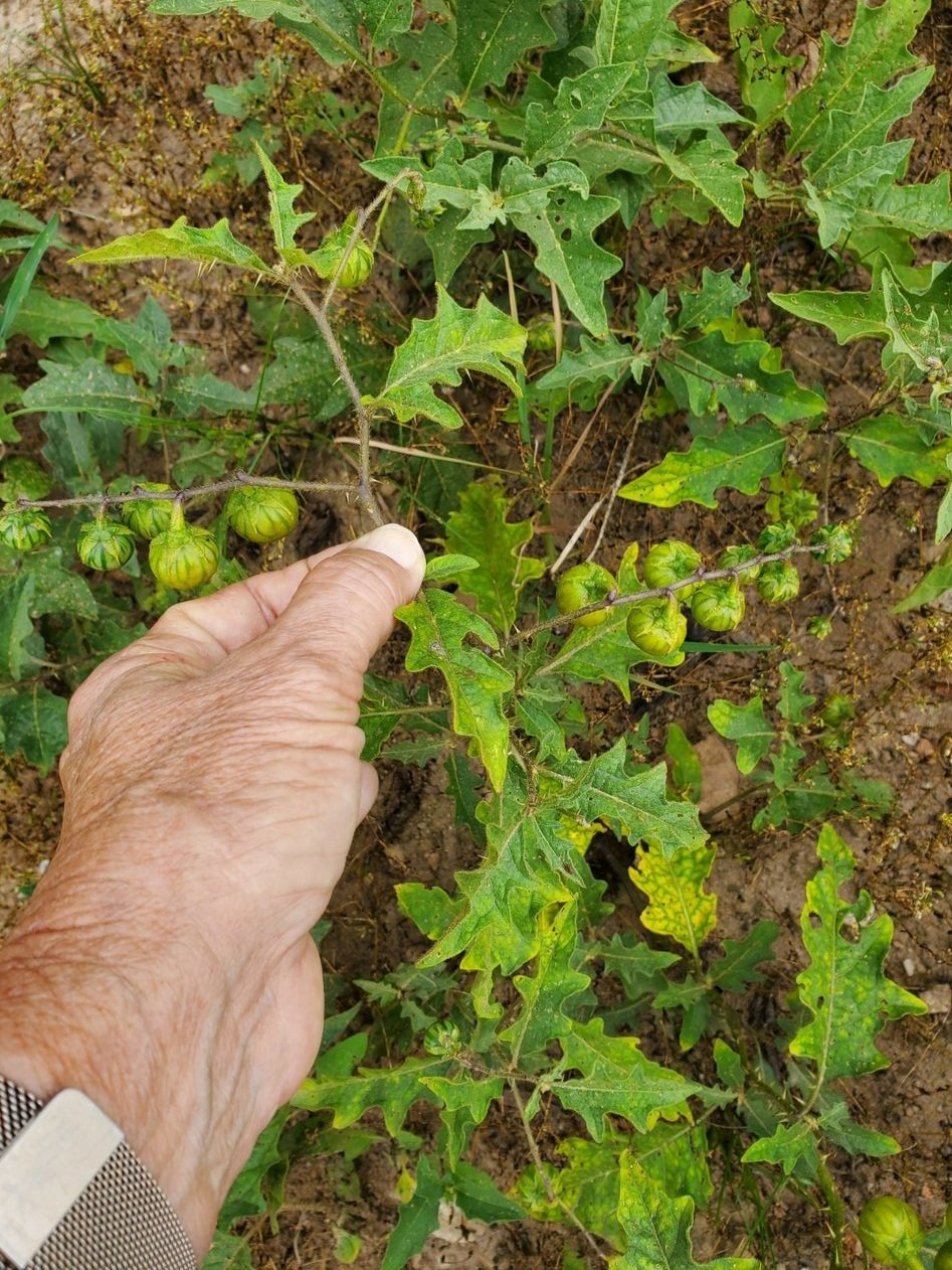 Immature fruit