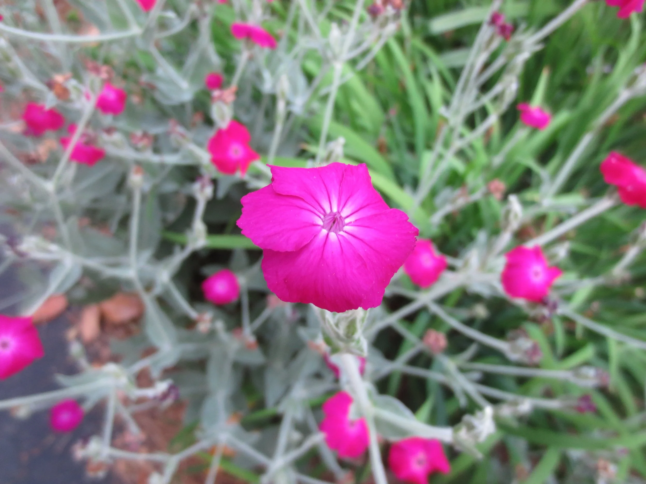 Magenta Rose Campion.JPG