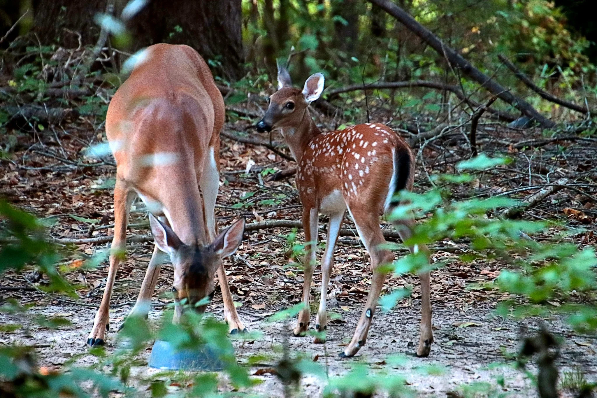 Discouraging Deer