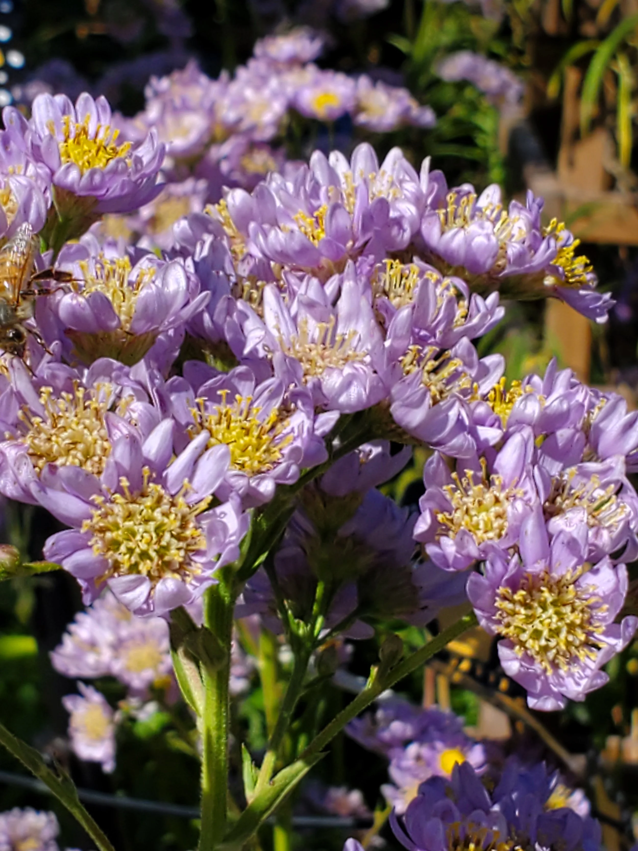 Easy, Pretty Tatarian Aster