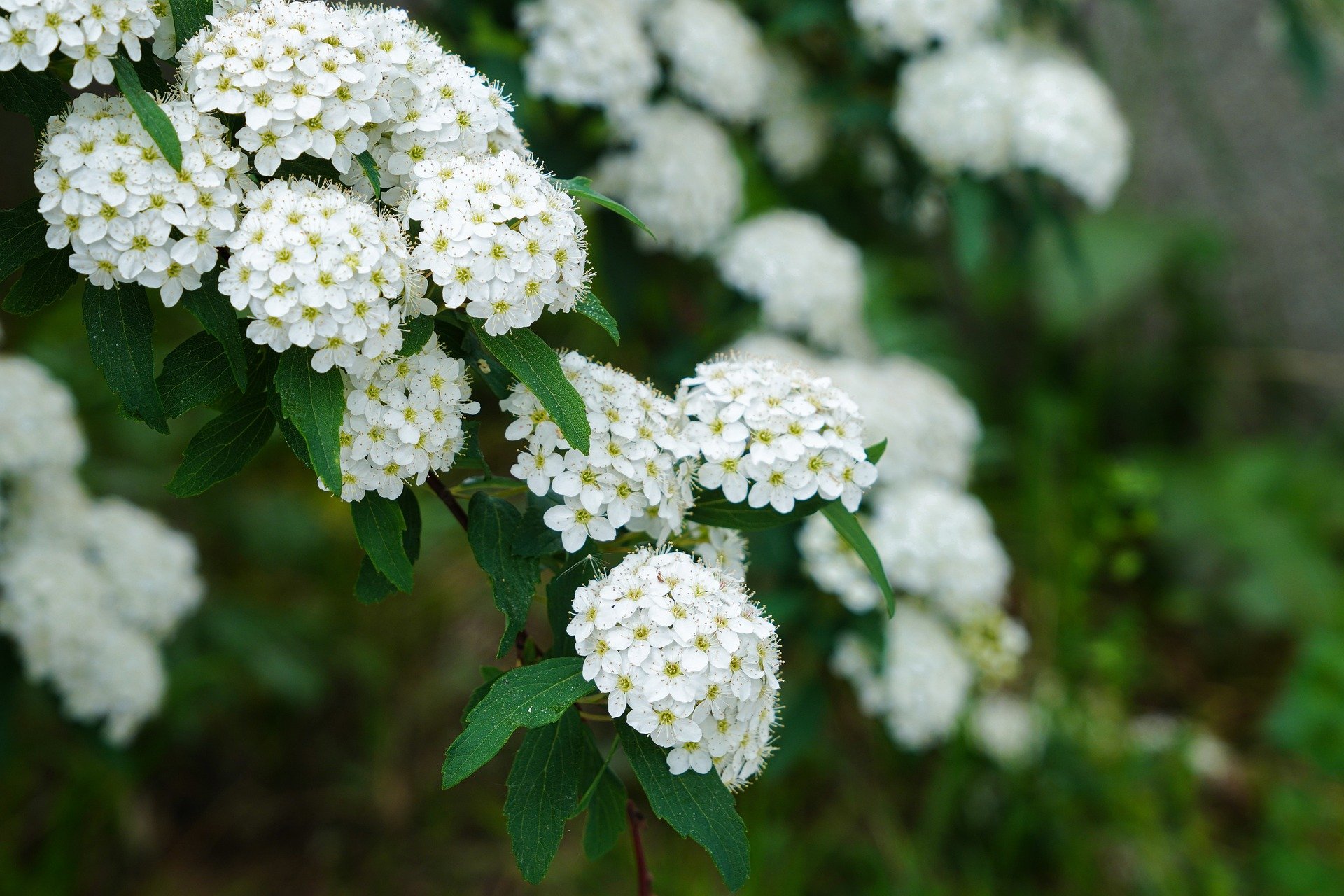  White Spirea 