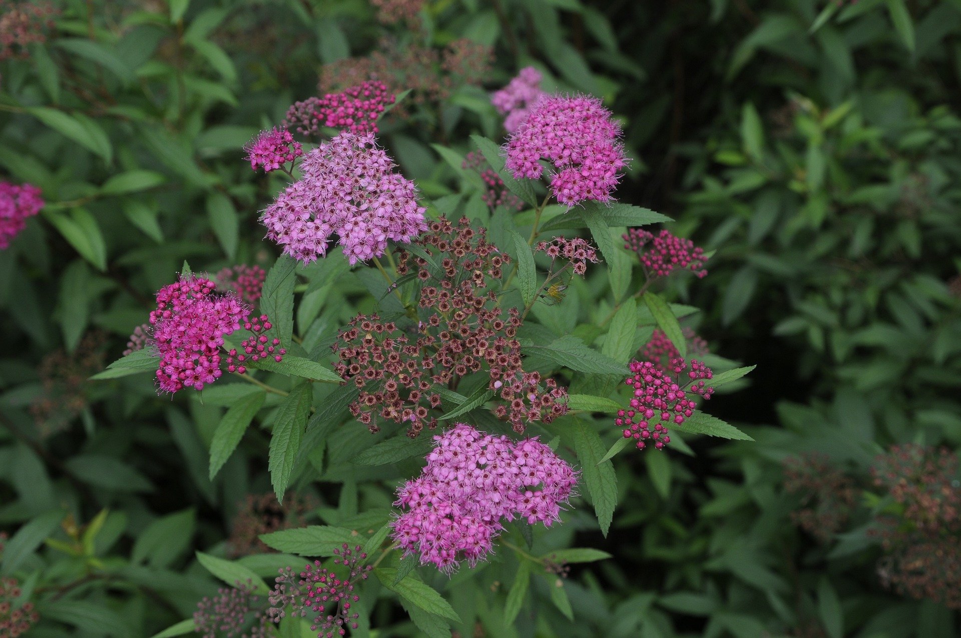  The pink-purple flowers show well against chatreuse foliage. 