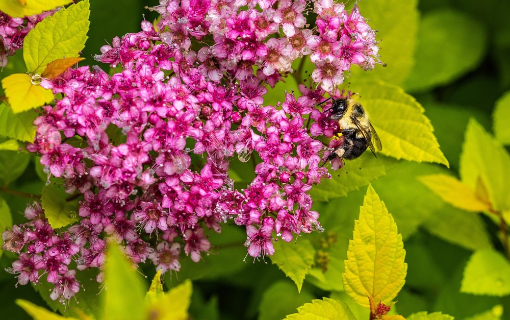  Bumblbee enjoying a Spirea flower 