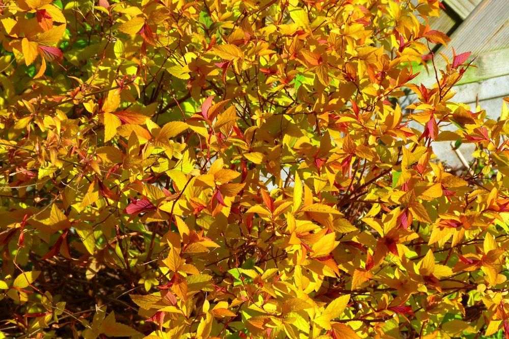  Spirea fall color 