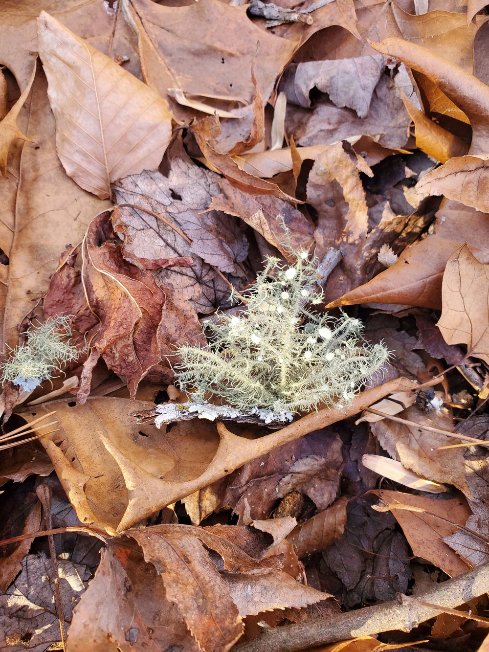 Lichen2c.jpg