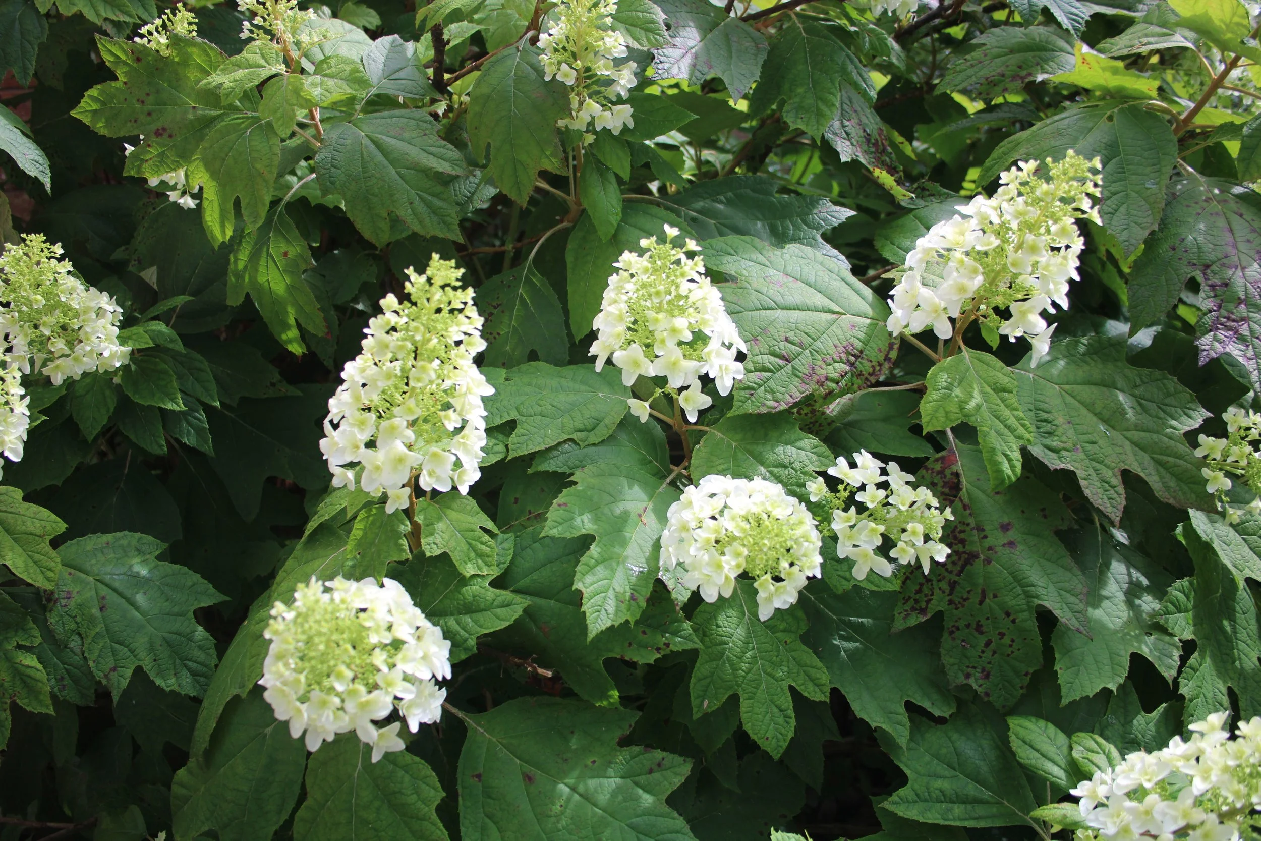 5 Hydrangeas for Season-Long Flowers