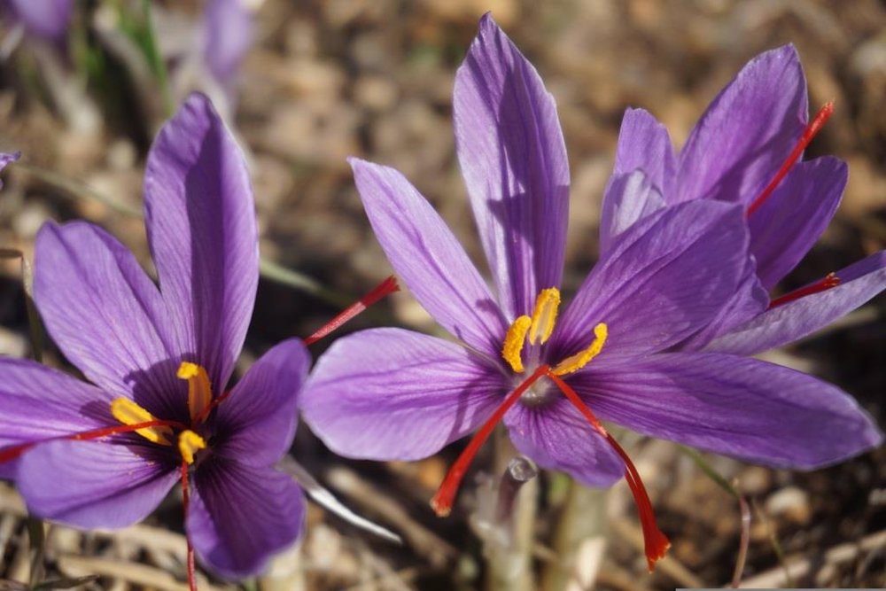 Saffron Crocus