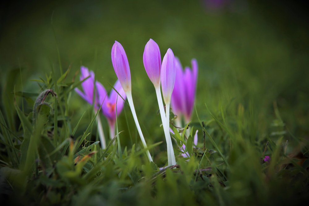 Leafless Autumn Crocus