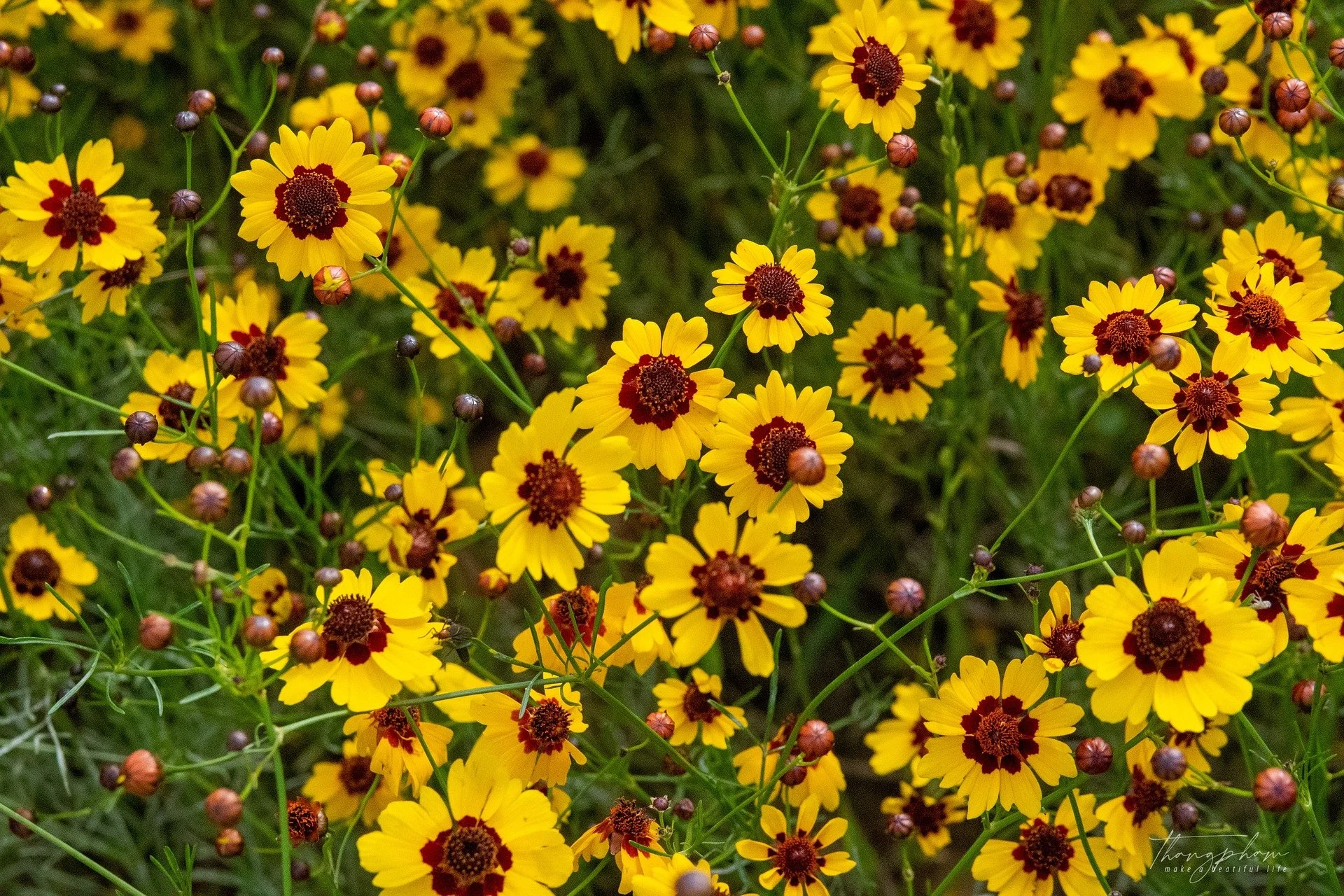 A "Pot of Gold" for the Garden - Coreopsis