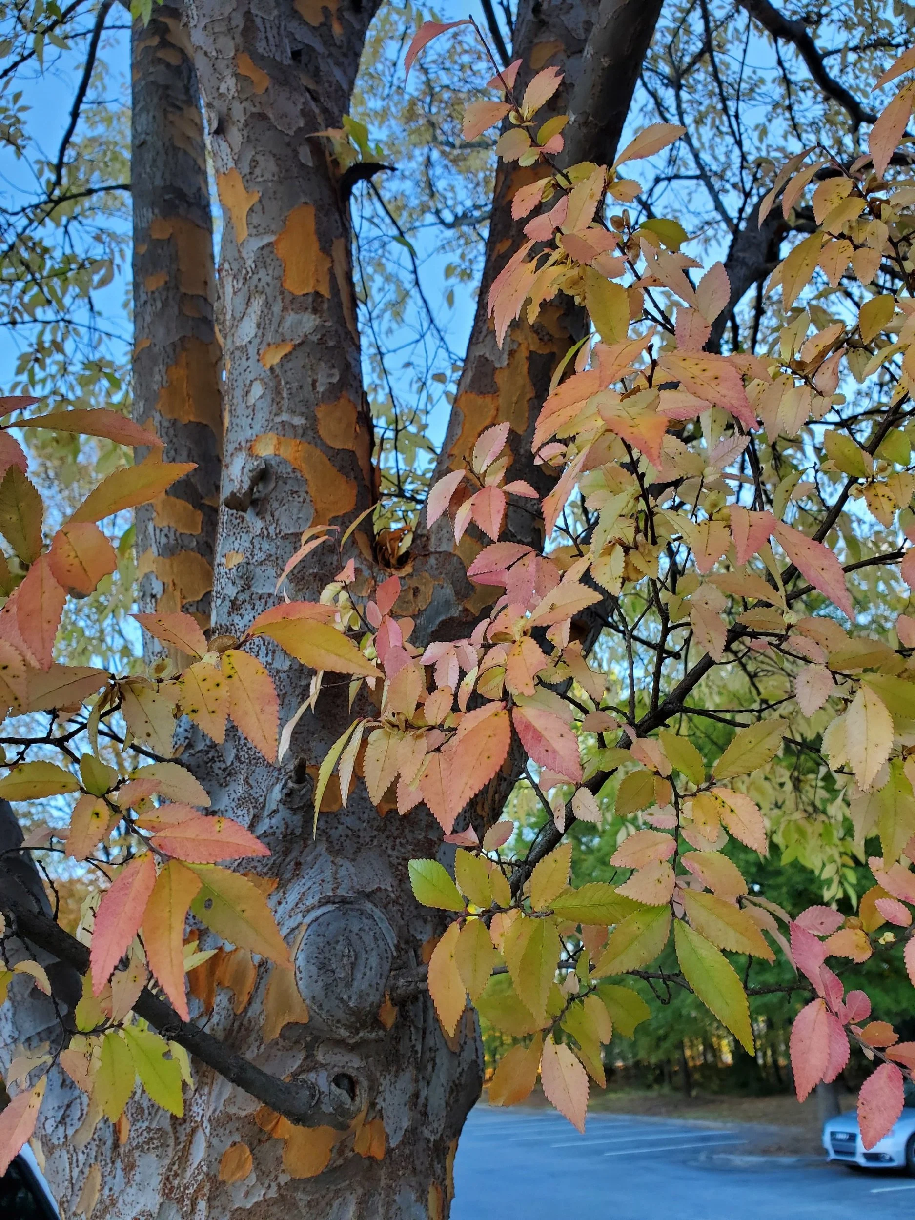 Lacebark Elm Trees - Lovely Bark