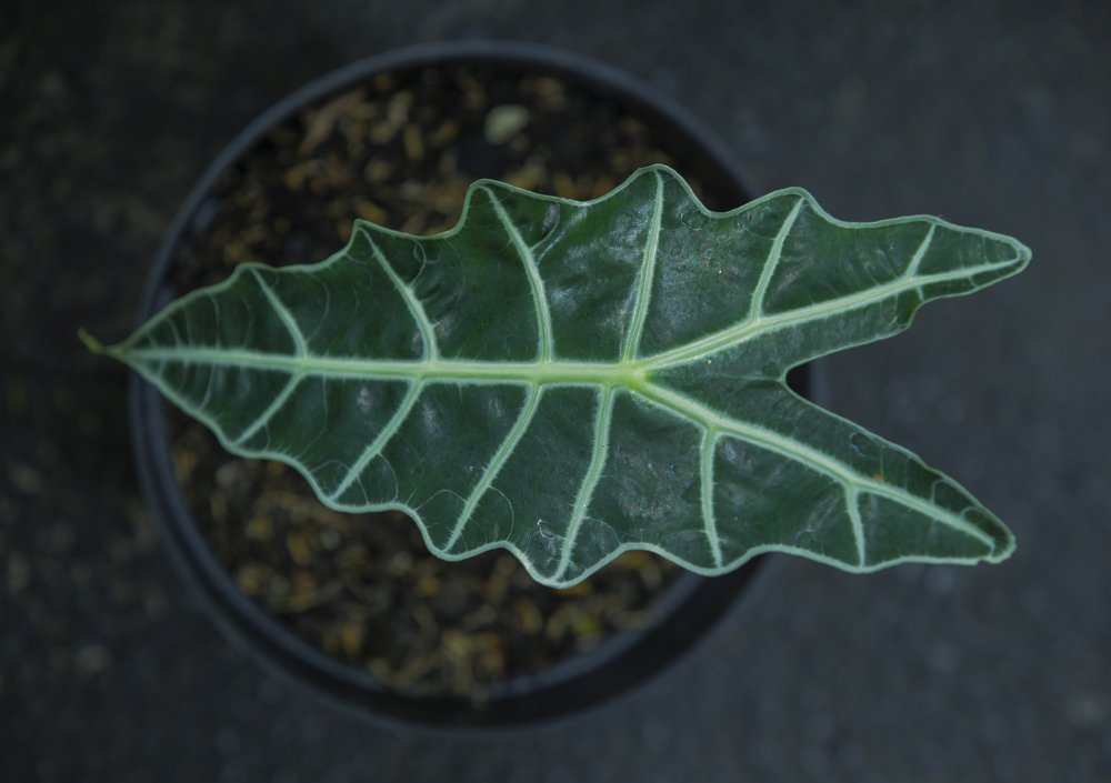 Alocasia "African Mask"