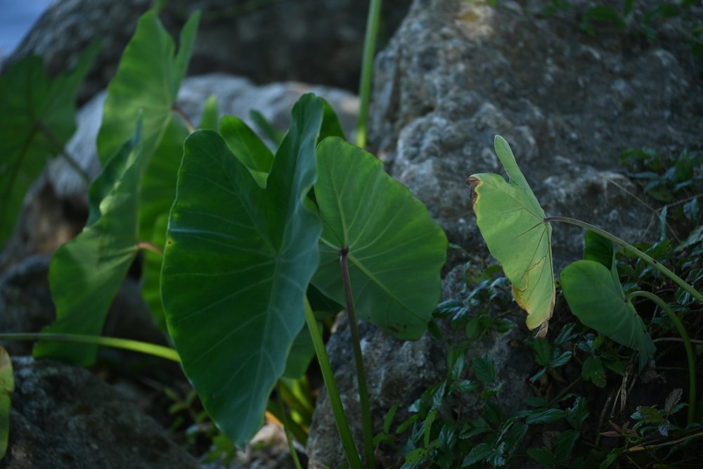 Colocasia