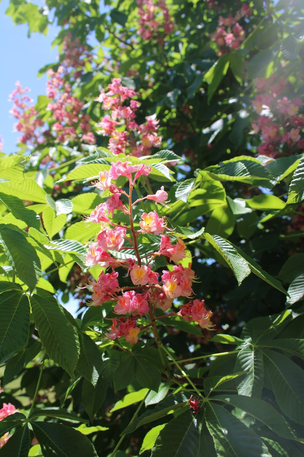 Red Horse-chestnut, A. carnea