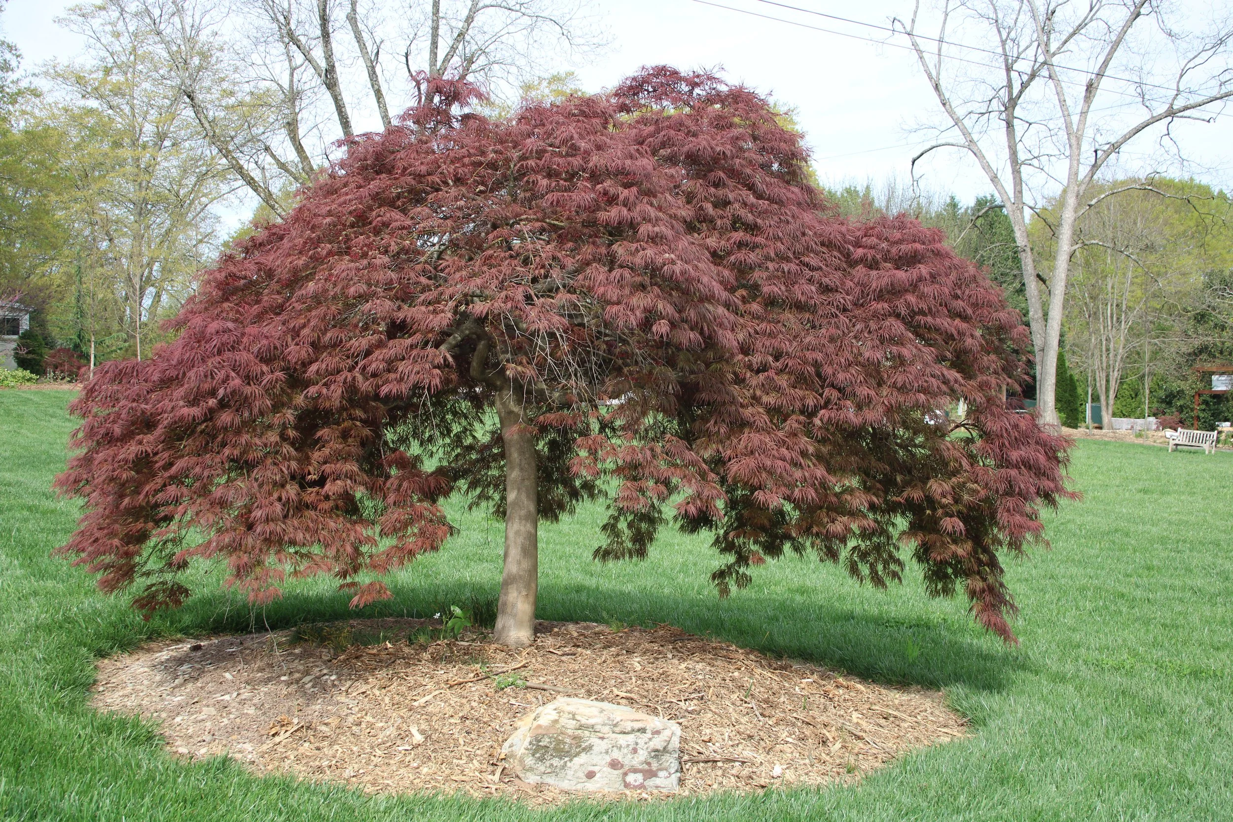 Japanese Maples, Small but Mighty