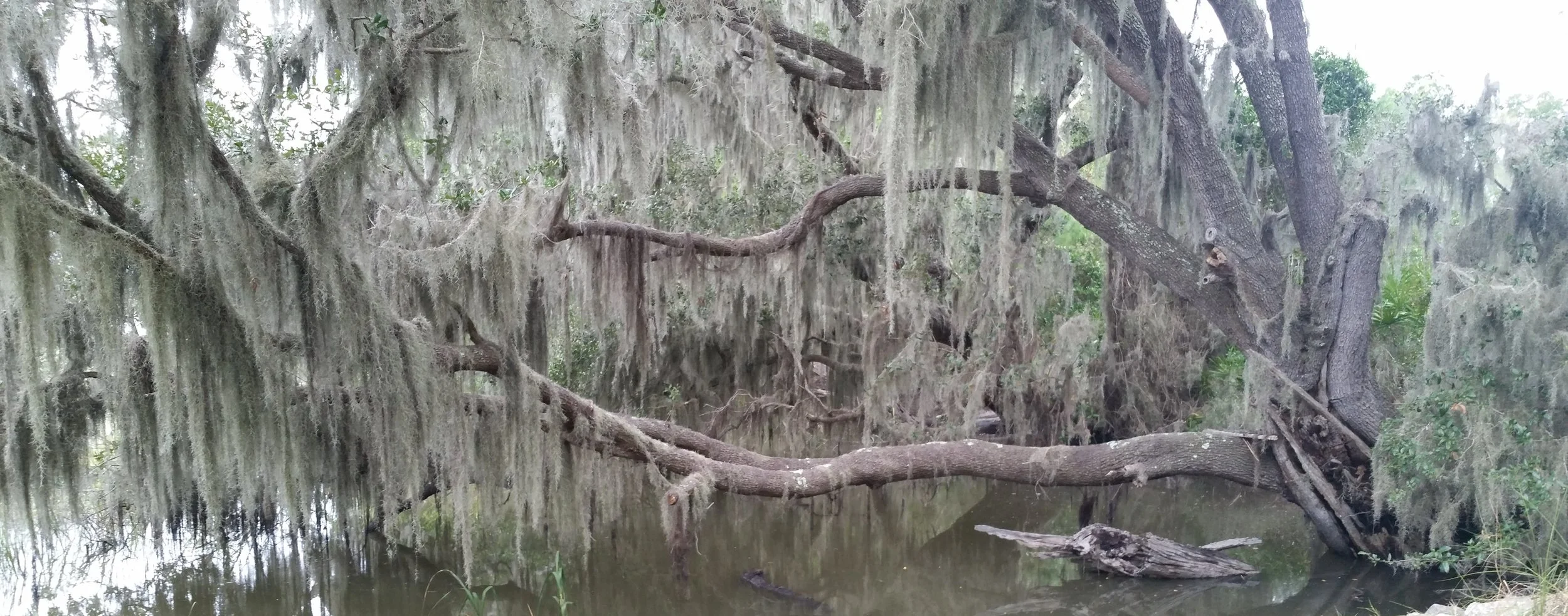 Spanish Moss - Not Spanish, Not Moss