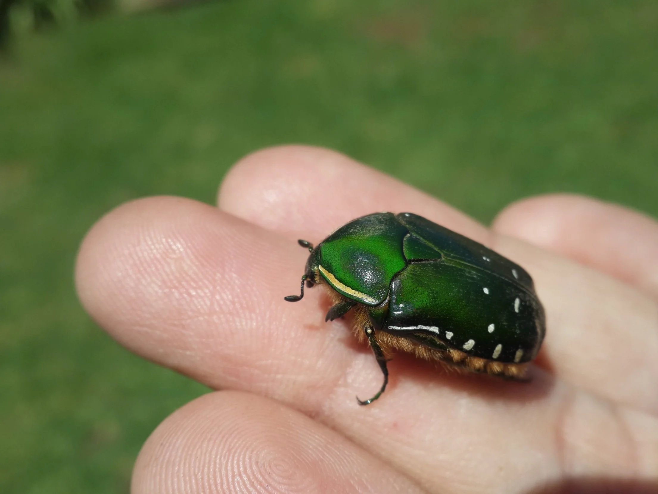 green-june+bug+beetle-979291.jpg