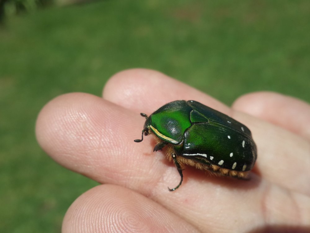 green-june+bug+beetle-979291.jpg