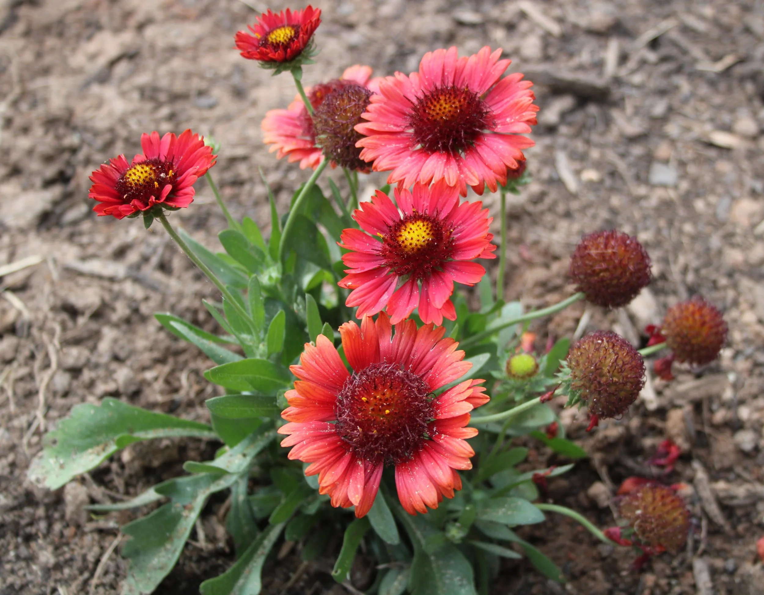 Blanket Flowers for Color in the Heat