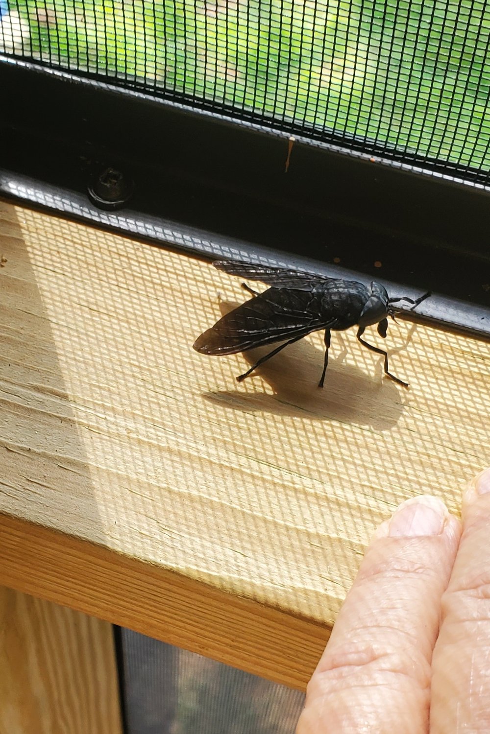 Giant Horse Fly 1.jpg