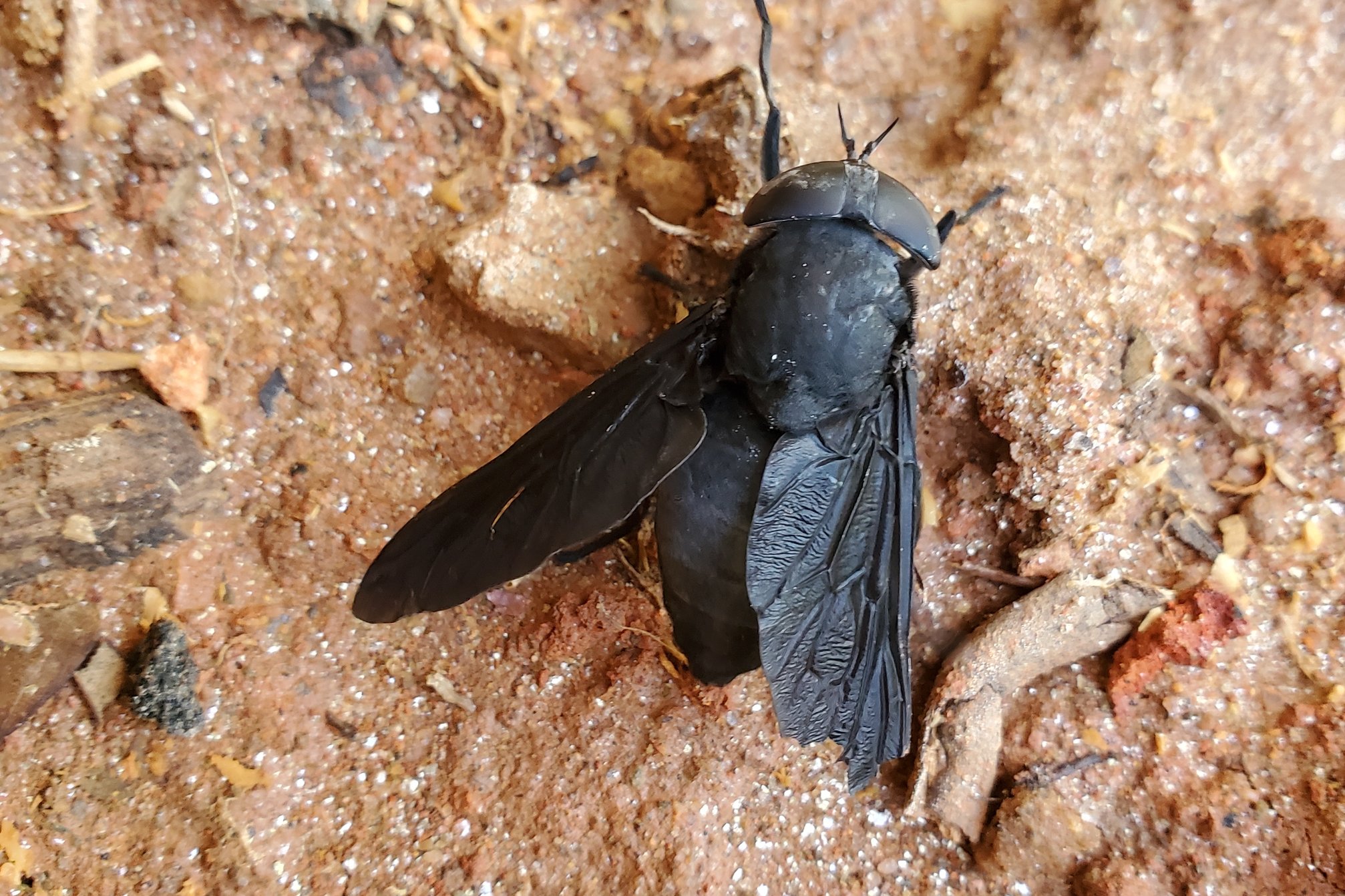 Giant Black Horsefly