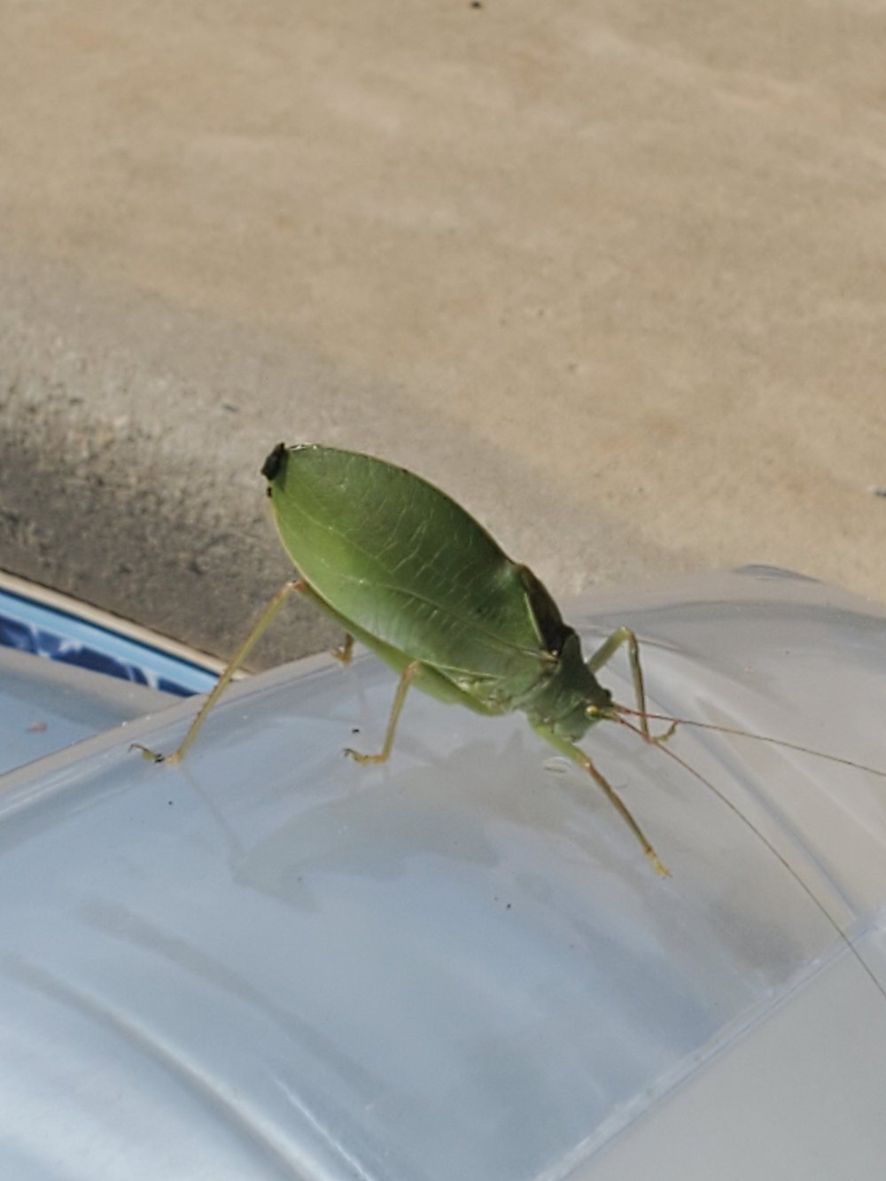 Southeastern Katydid