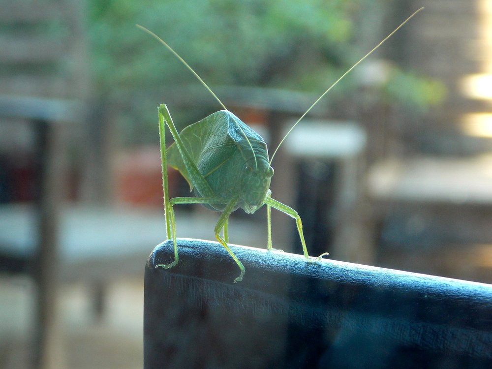 katydid-649234_1920.jpg