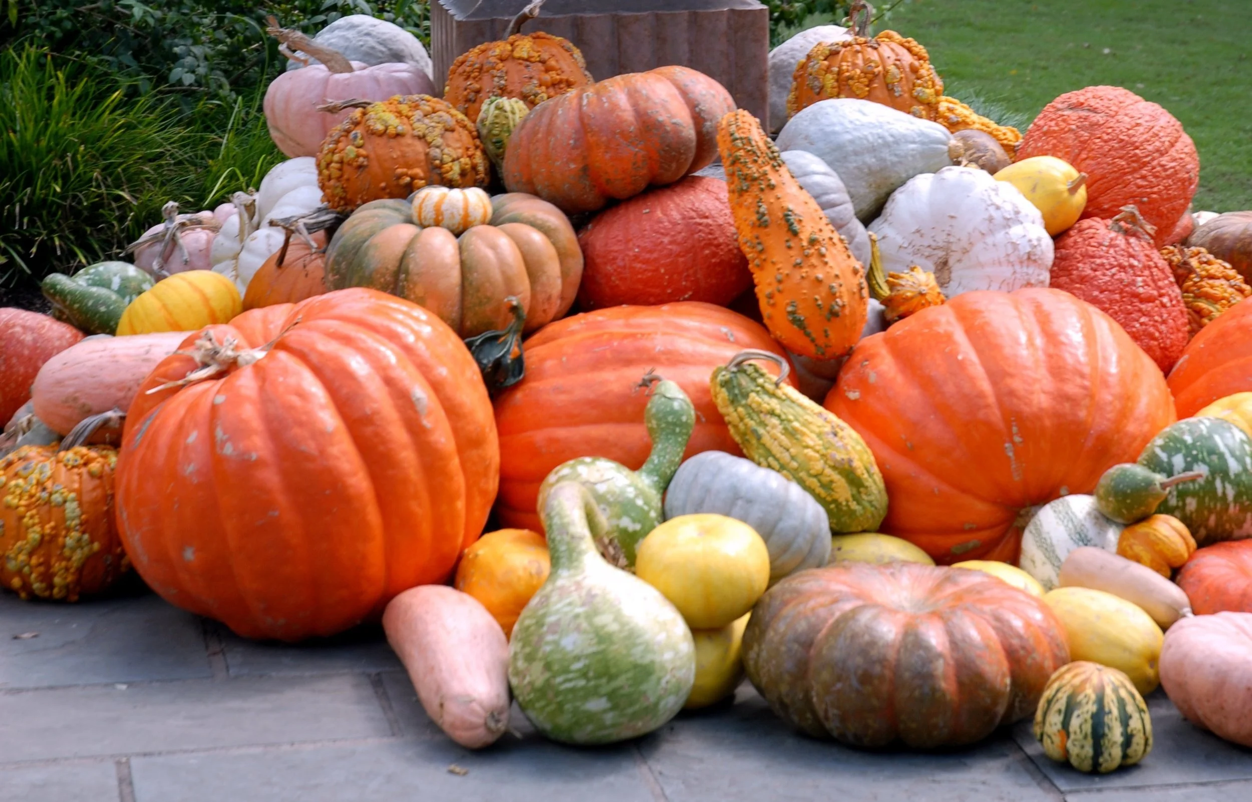 Picking and Protecting Pumpkins