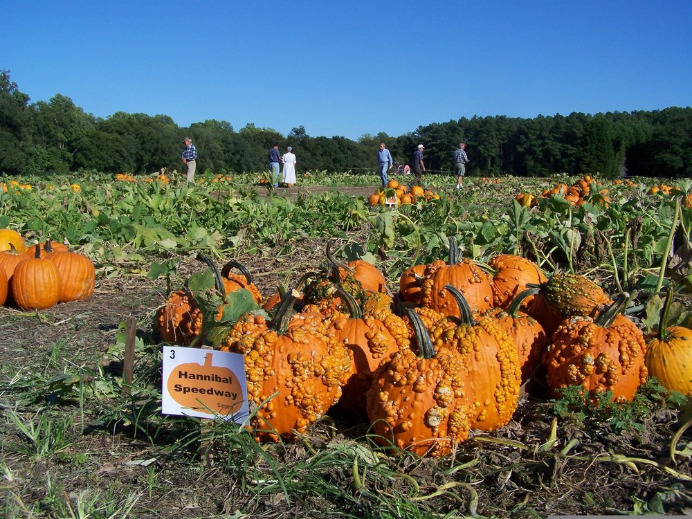 pumpkins-1596327.jpg