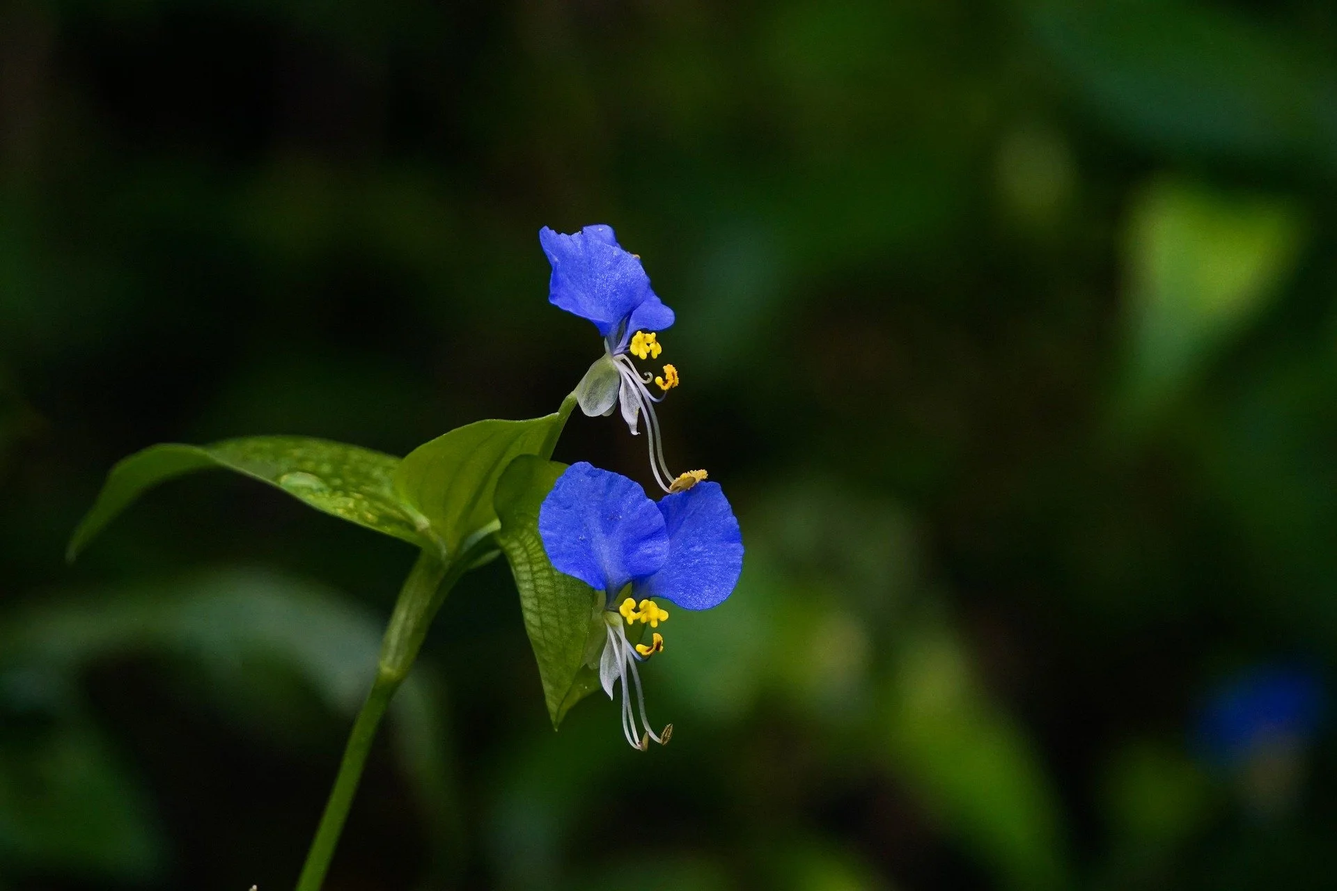 Asiatic Dayflower, a Beautiful Invader