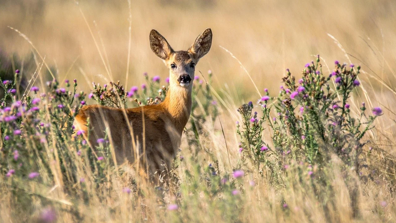 Deer as Dreaded Dinner Guests