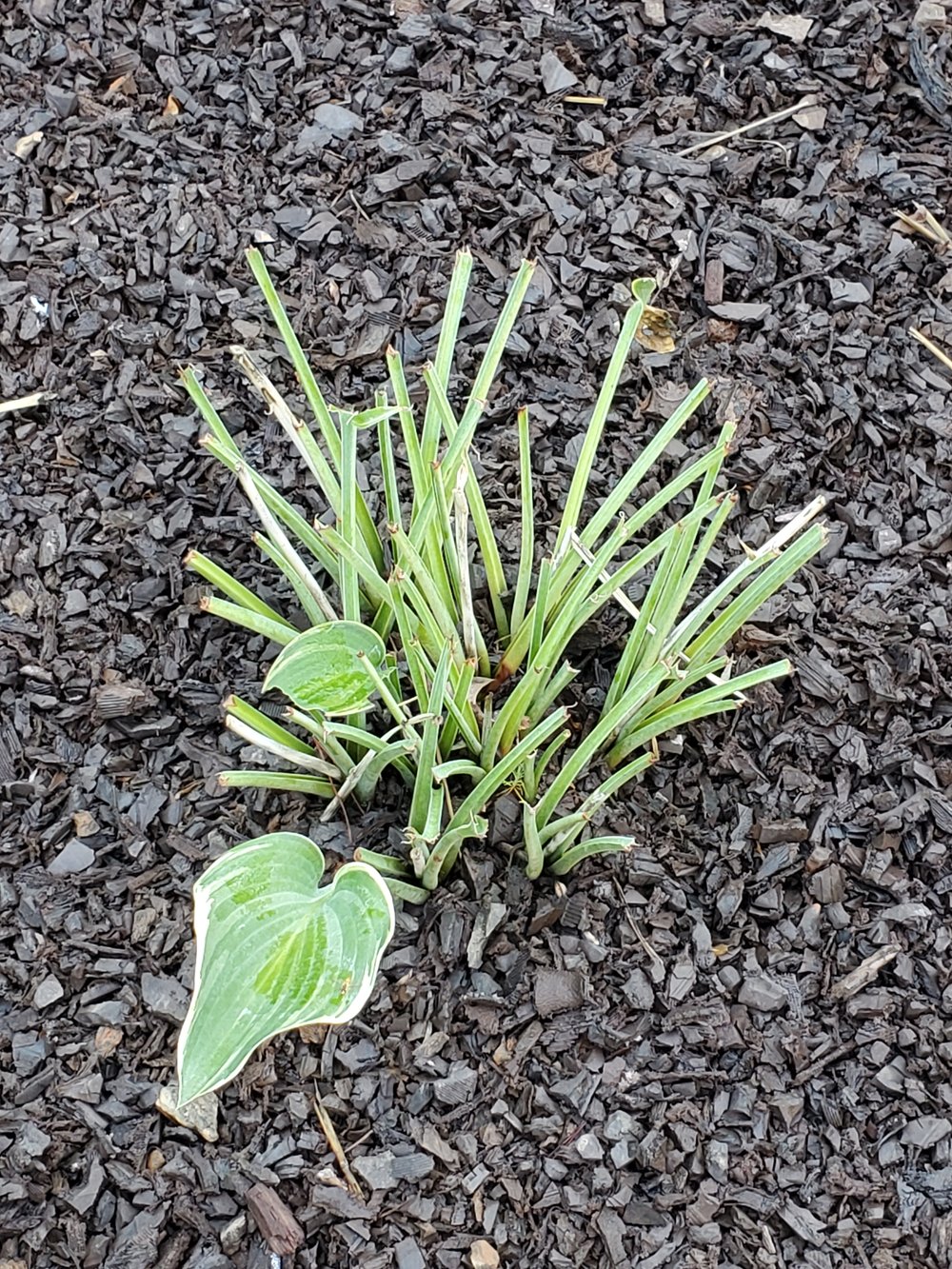 Hosta for dessert