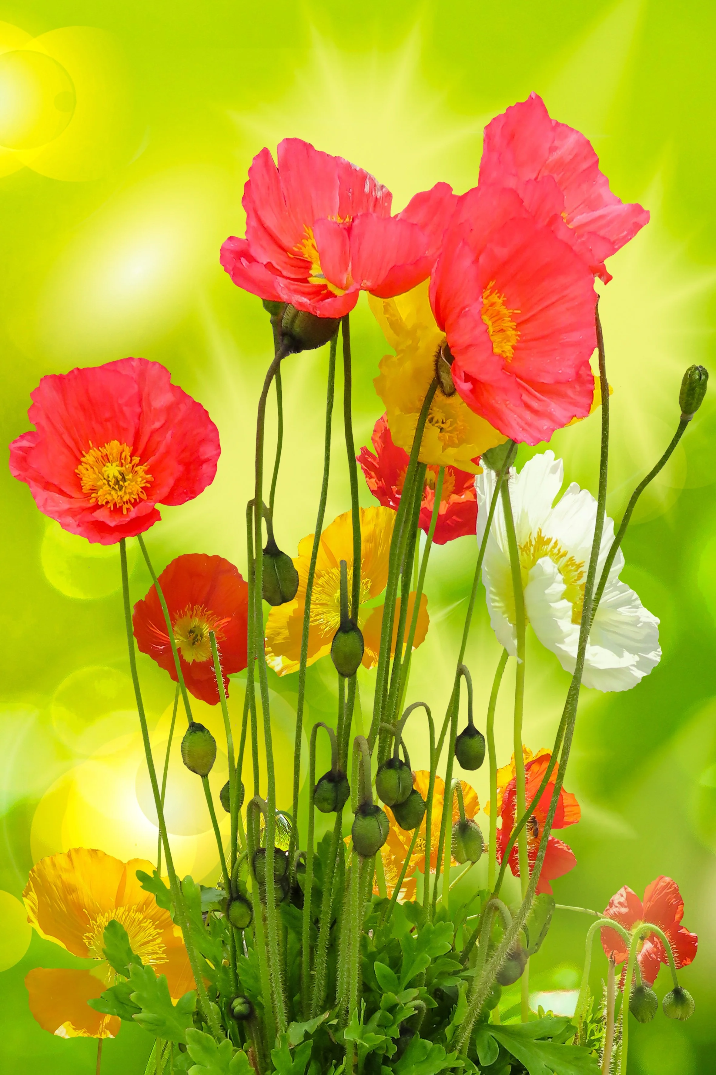 Plant Poppies In Fall