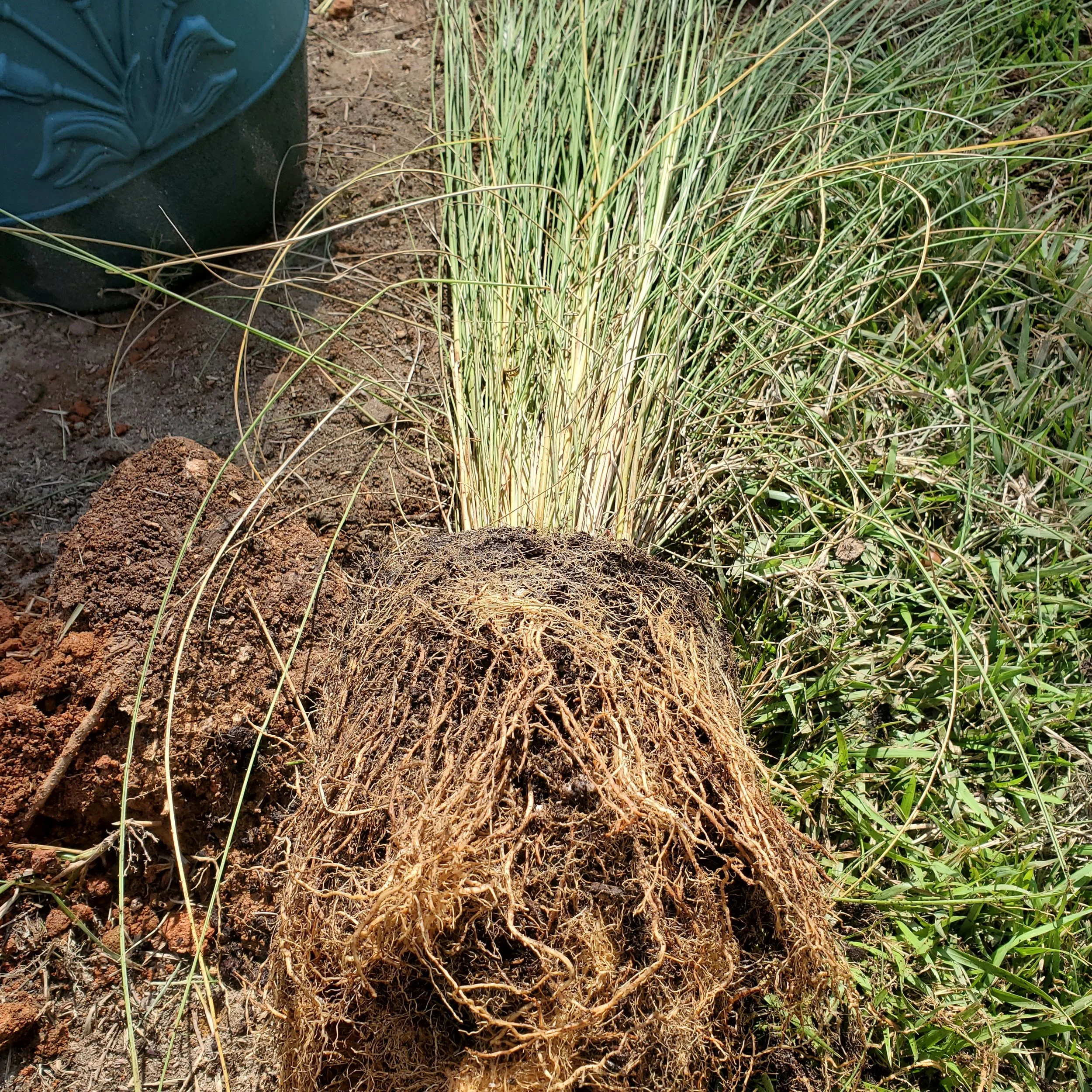 Roots loosened, ready for repot