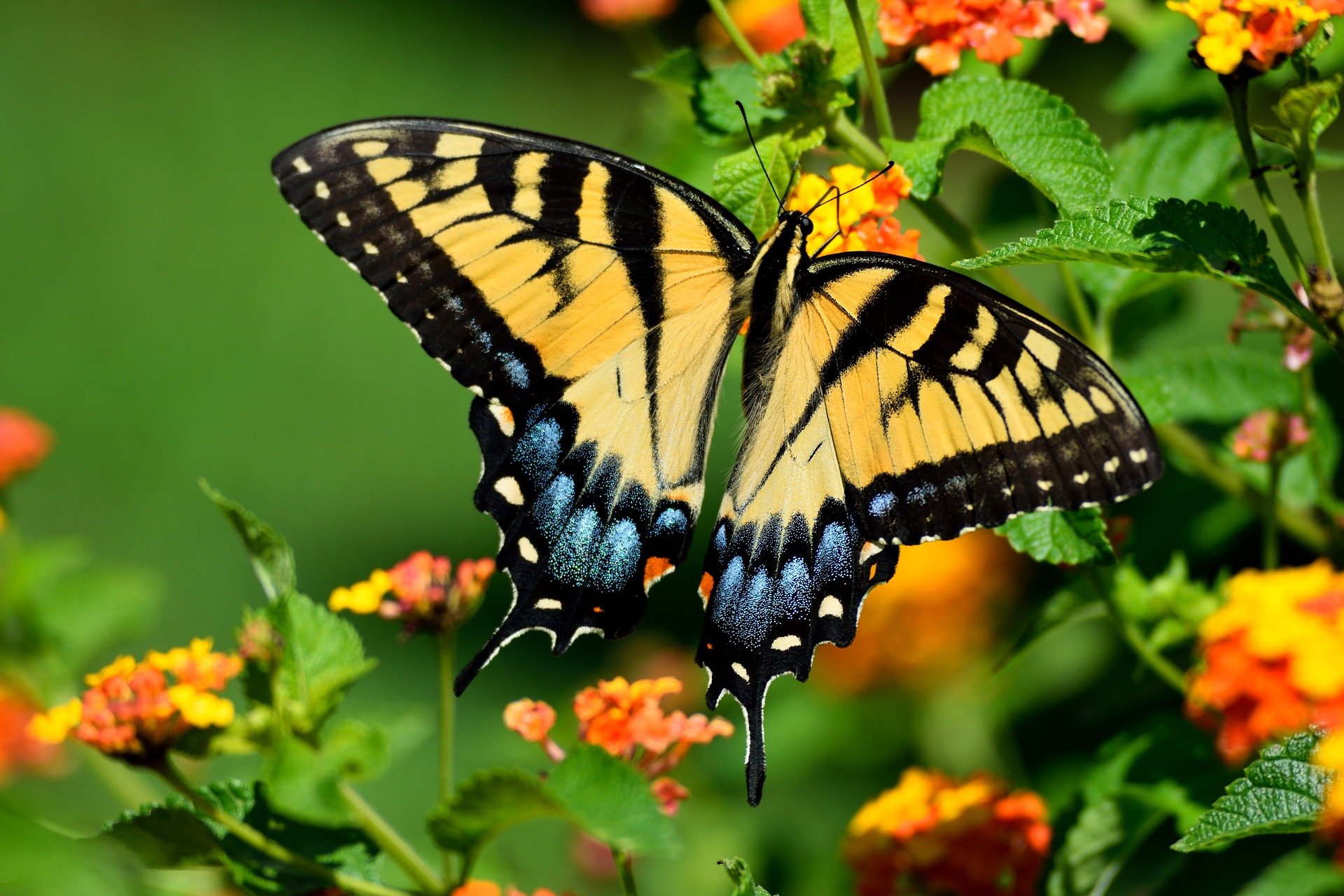 tiger-swallowtail-butterfly-3595002_1920.jpg
