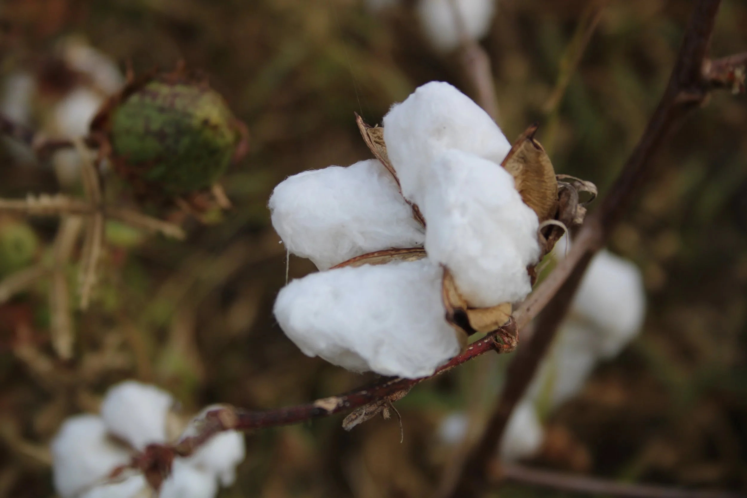 When Cotton Was King