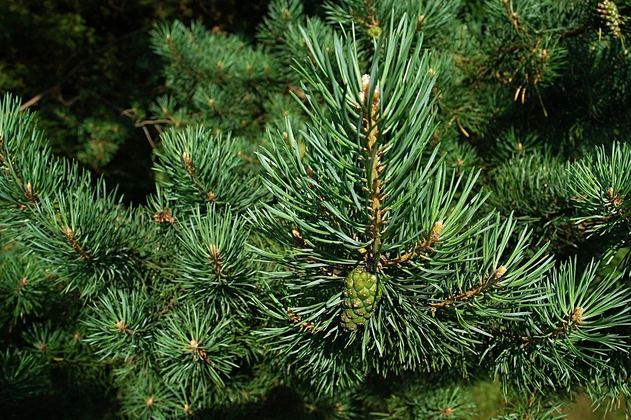 Identifying Pine Trees