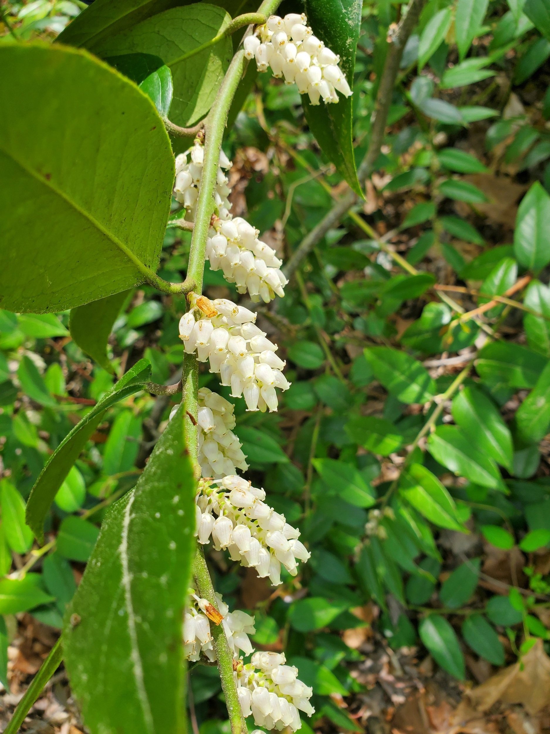 Leucothoe flower closeup